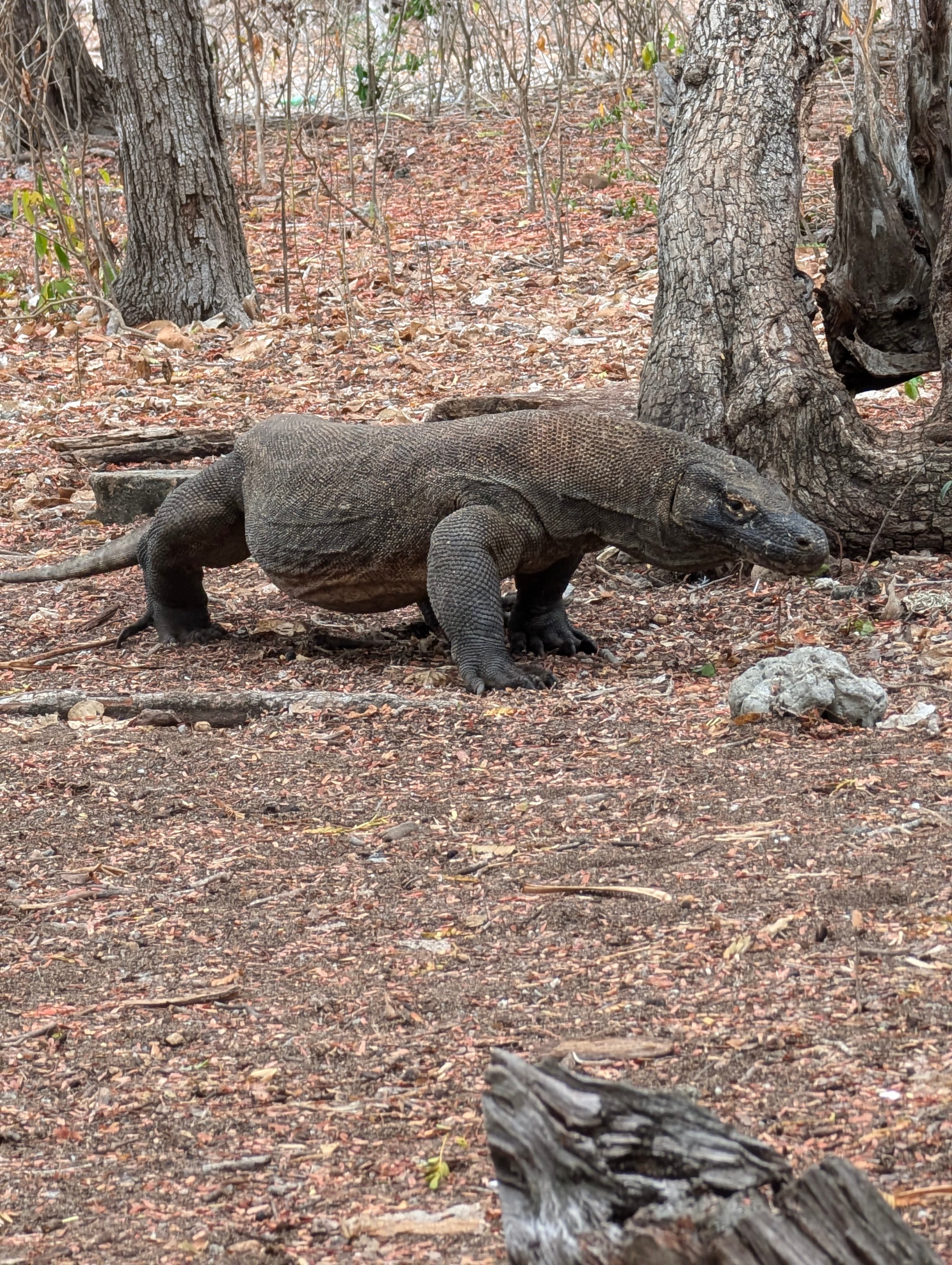 Labuan Bajo & Komodo